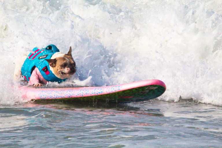Surfing dog