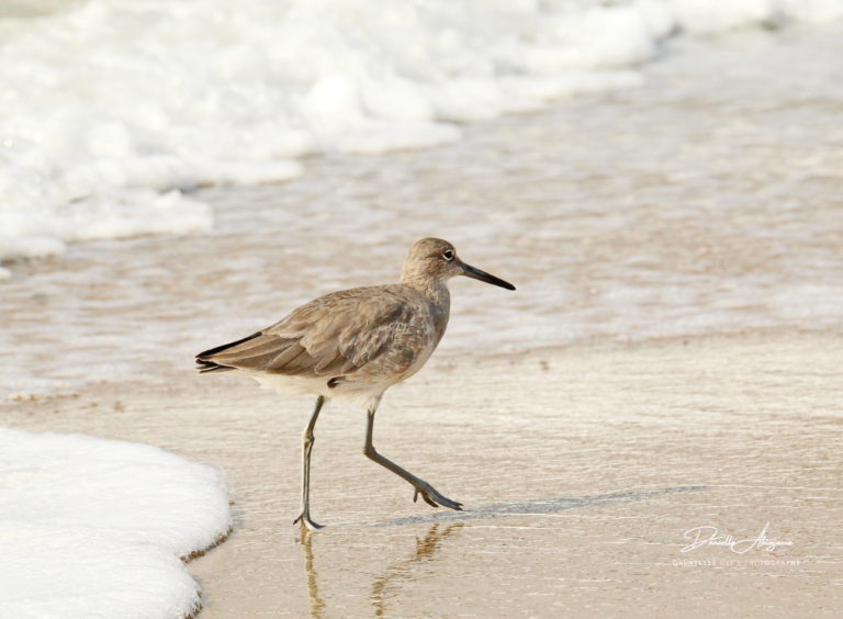 bird on the beach, sand, ocean, vacation,