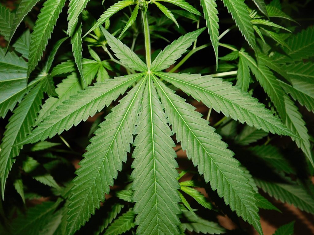 leaf, green, marijuana-3478295.jpg