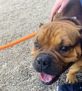 pit bulls and parolees, new orleans, villalobos rescue center, dog walking, vacation