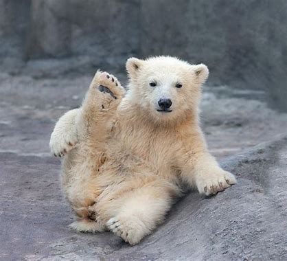 image represents baby polar bear