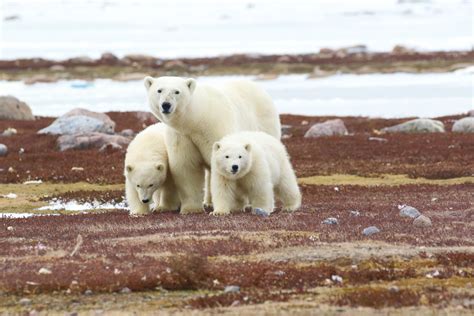 image represents subgroup of polar bear