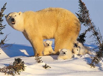 image represents polar bear family