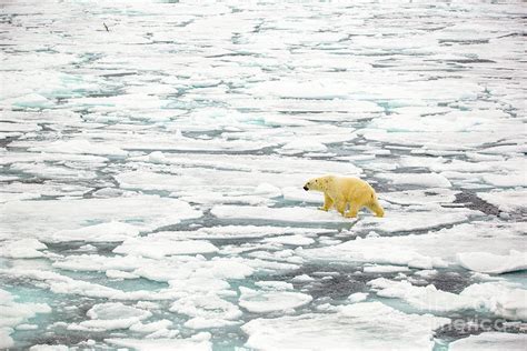 image represents polar bear on ice cap