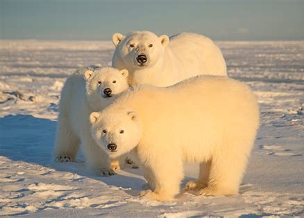 image represents 3 beautiful white polar bears